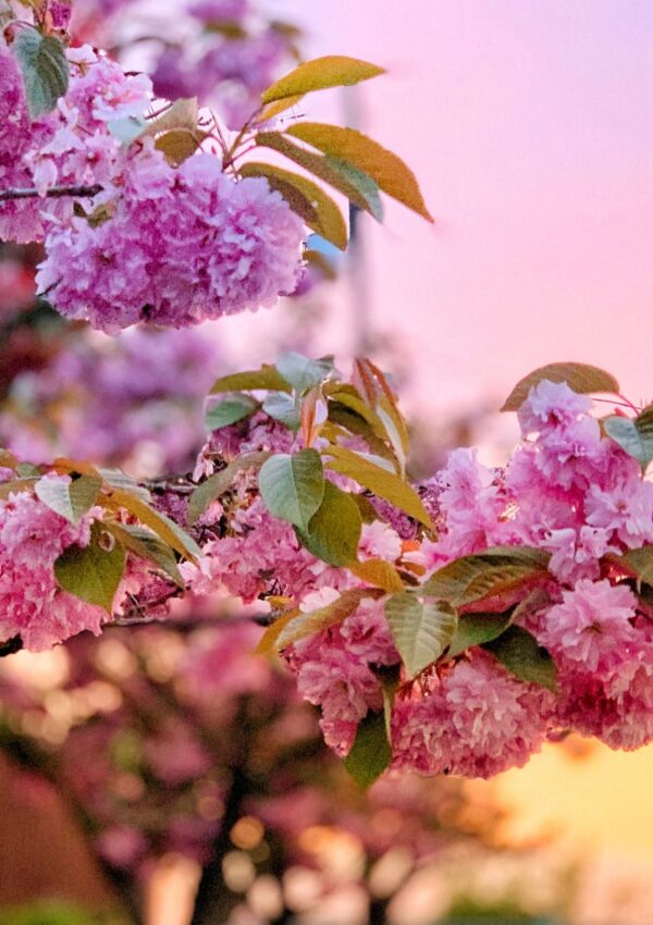 75+ Spring Quotes for Vision Boards and Instagram